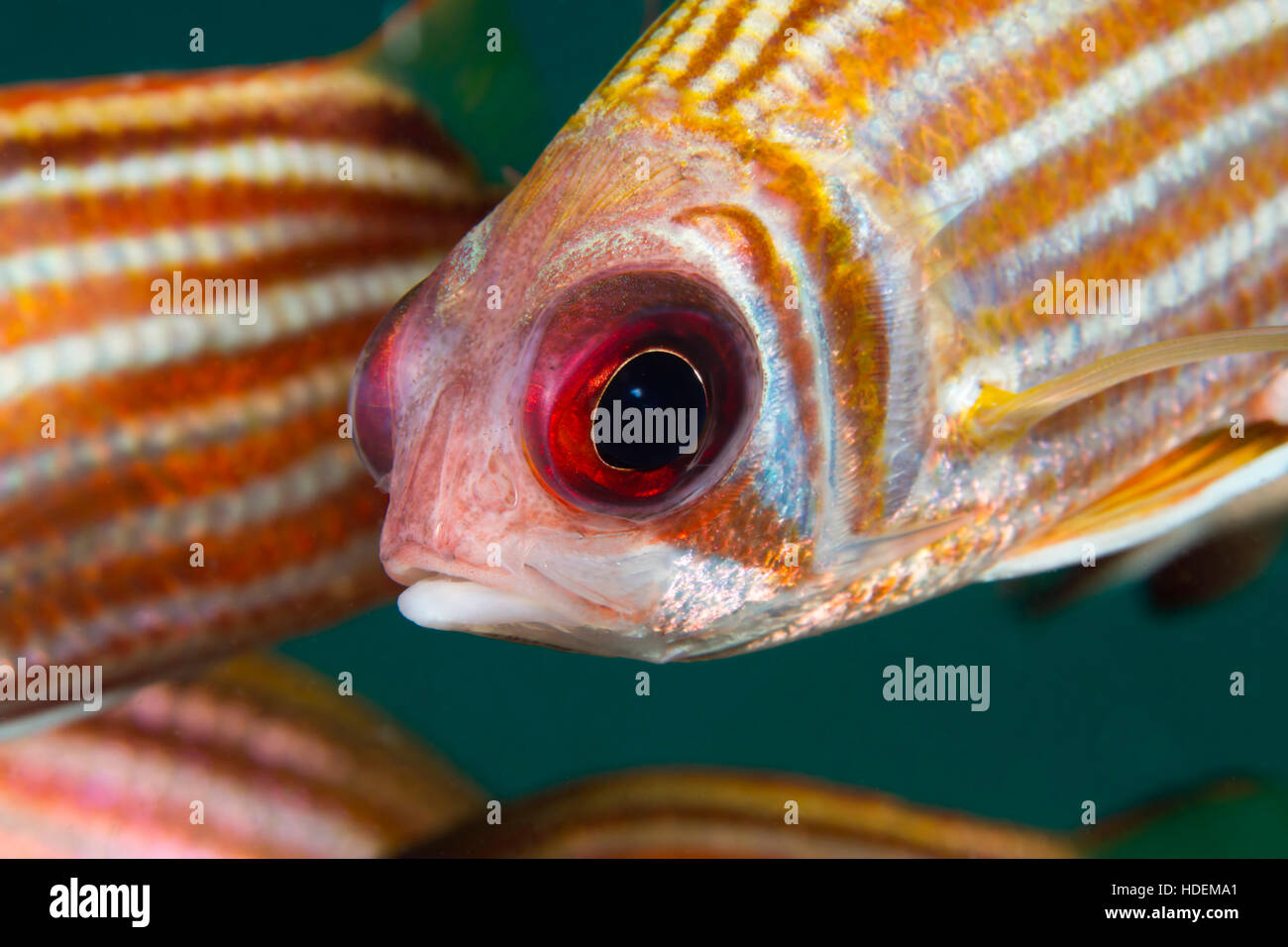 Eichhörnchen Fische aus nächster Nähe. Unterwasser, marine wie rund um Koh Tao, Thailand. Stockfoto