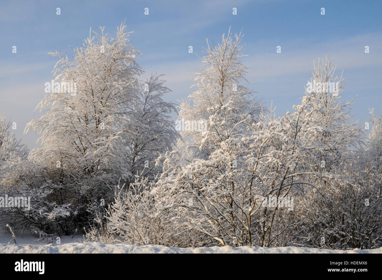 Bäume mit Schnee bedeckt, an einem frostigen Sonnentag, Twer, Russland Stockfoto