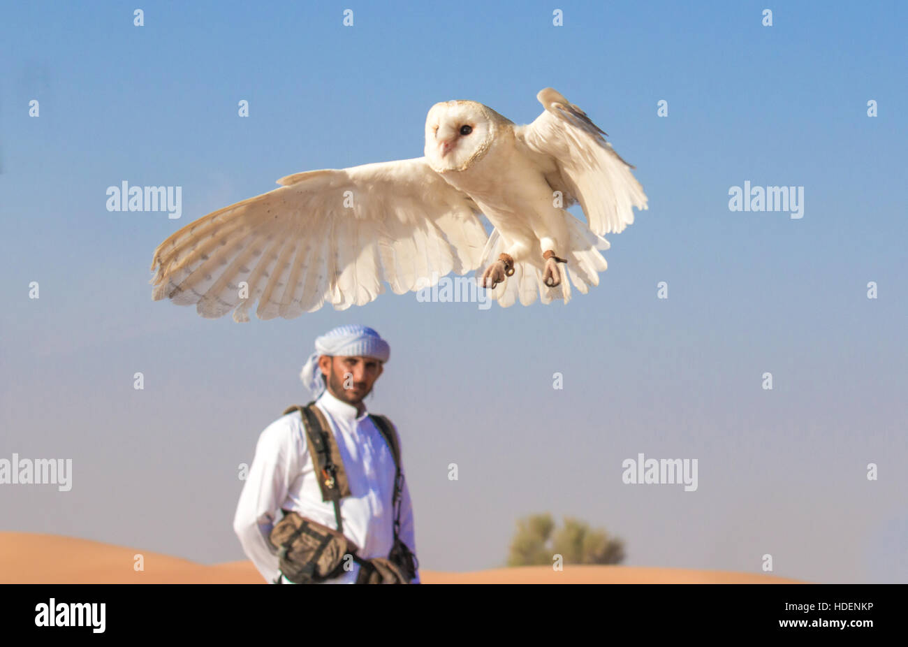 In arabische Tracht gekleidet weibliche Schleiereule (Tyto Alba) mit Falkner während einer Falknerei-Show. Dubai, Vereinigte Arabische Emirate. Stockfoto