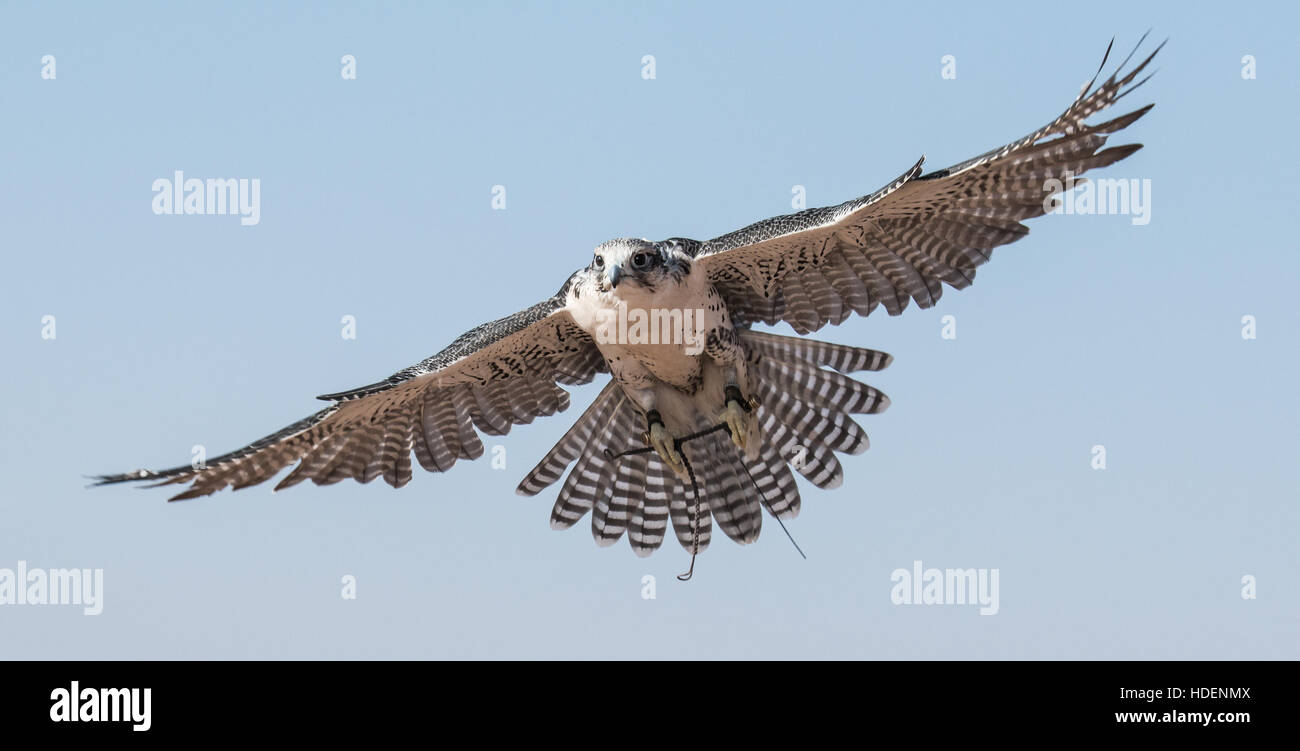 Männliche Sakerfalken (Falco Cherrug) während einer Falknerei-Show. Dubai, Vereinigte Arabische Emirate. Stockfoto