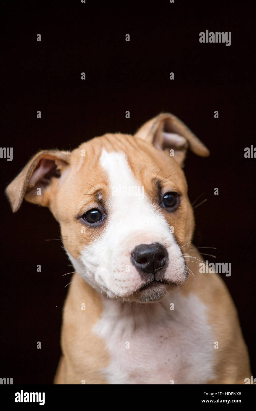 Entzückende American Pit Bull Terrier Welpen Stockfoto