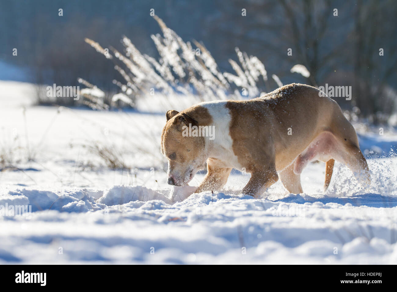 Leistungsstarke American Pit Bull Terrier, genießen Sie den Schnee an einem sonnigen Tag Stockfoto