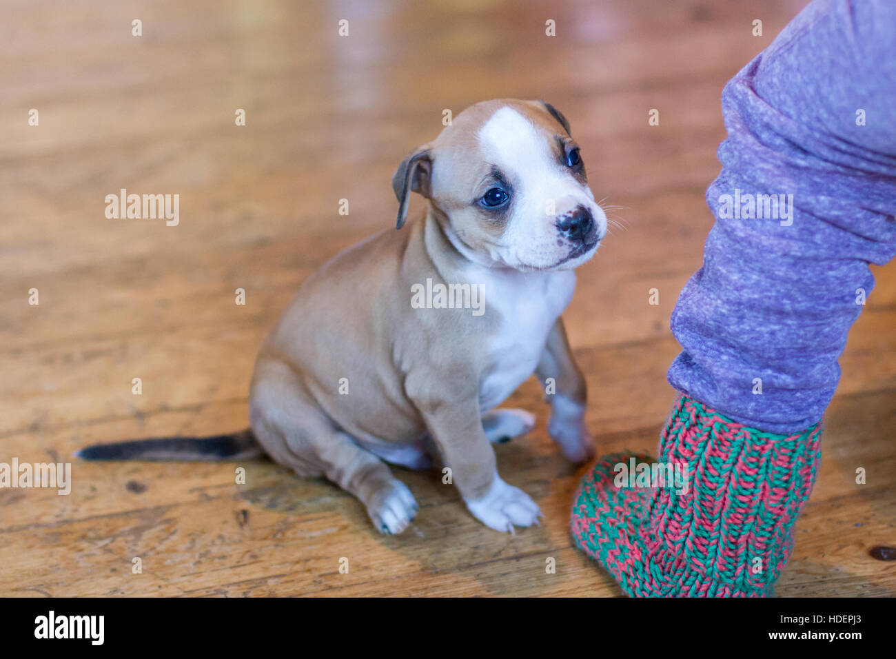 Niedlicher Bulldog-Welpe, 6 Wochen alt in braun-weiß Stockfoto