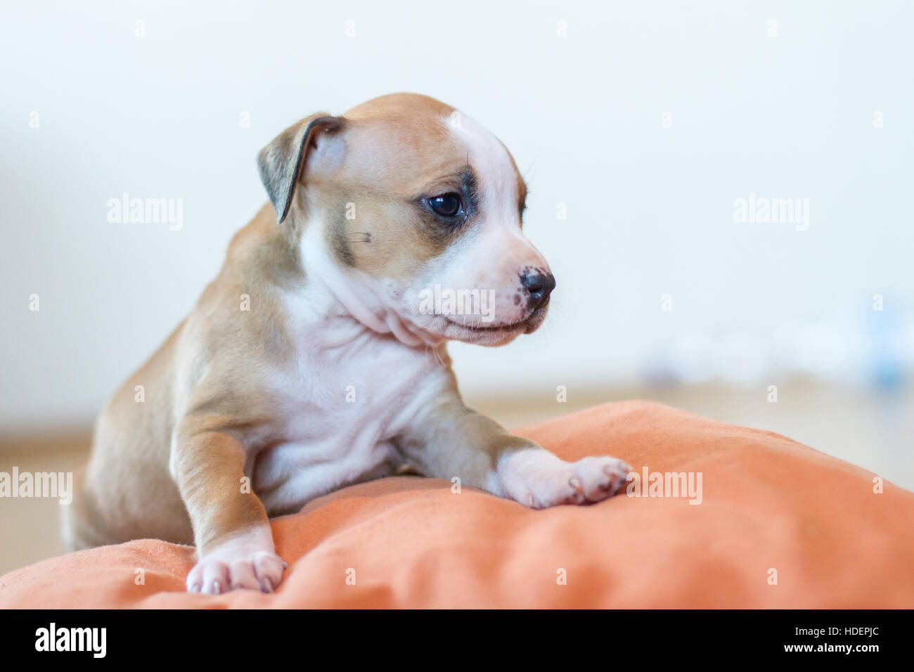 Niedlicher Bulldog-Welpe, 6 Wochen alt in braun-weiß Stockfoto