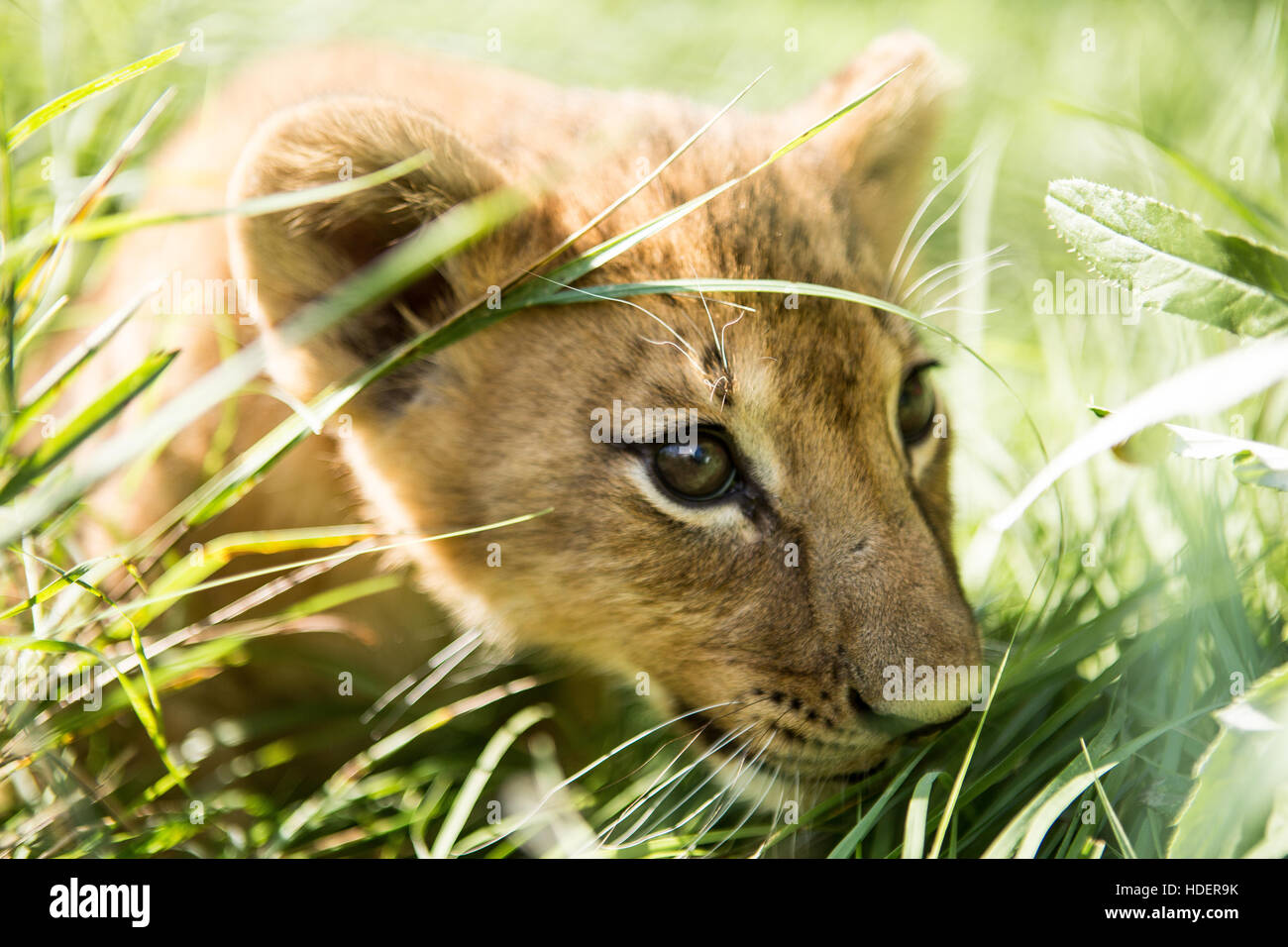 Porträt von Löwenjunges im Löwenpark Taigan, Krim, Russland Stockfoto