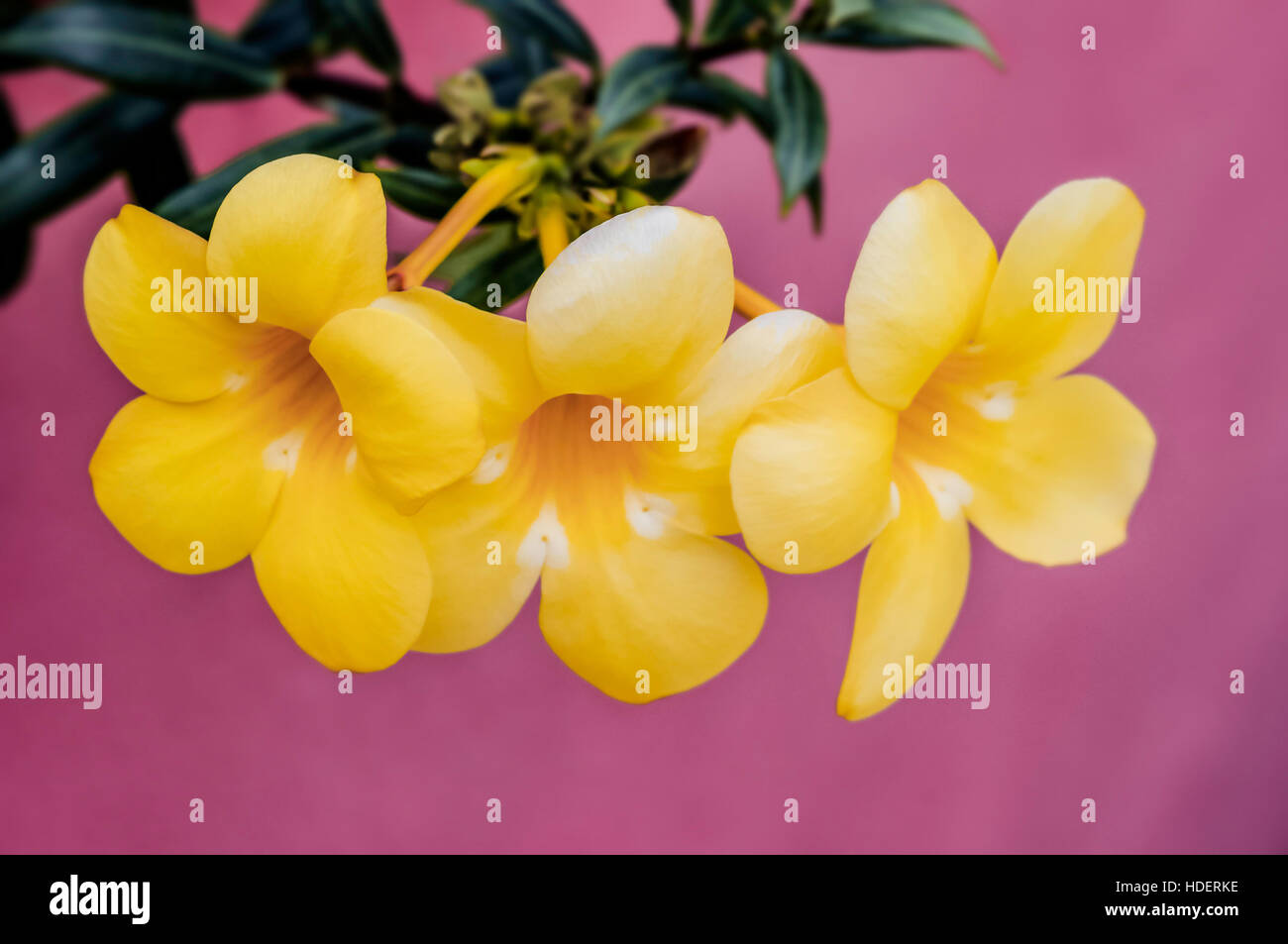 Allamanda cathartica linn Goldene Trompete tropische Blumen mit medizinischen Eigenschaften Stockfoto