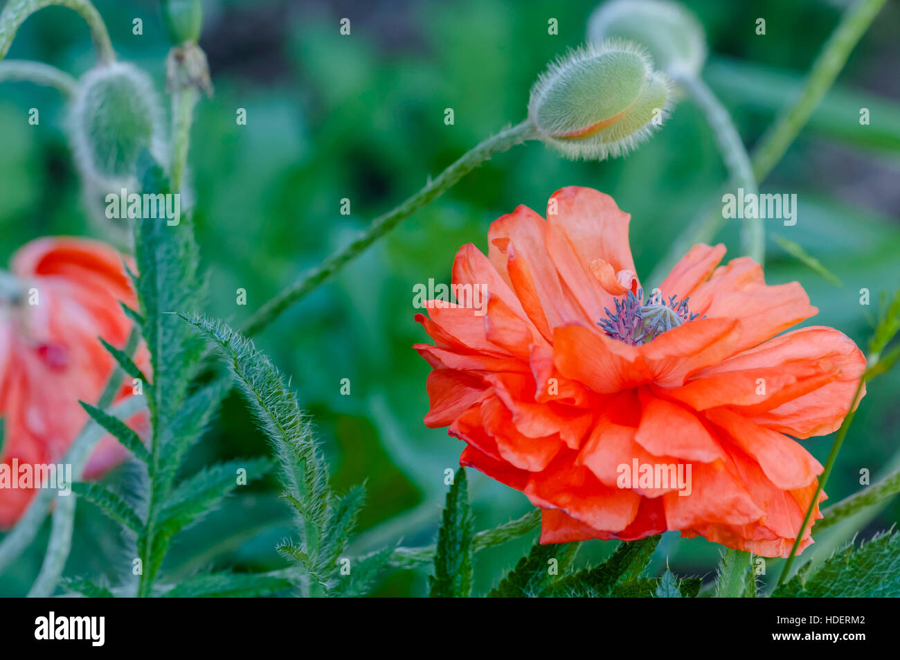 Mohn Knospen und Blumen in Blüte Frühling lebendigen bunten roten und orangefarbenen natürlichen pflanzlichen Stockfoto