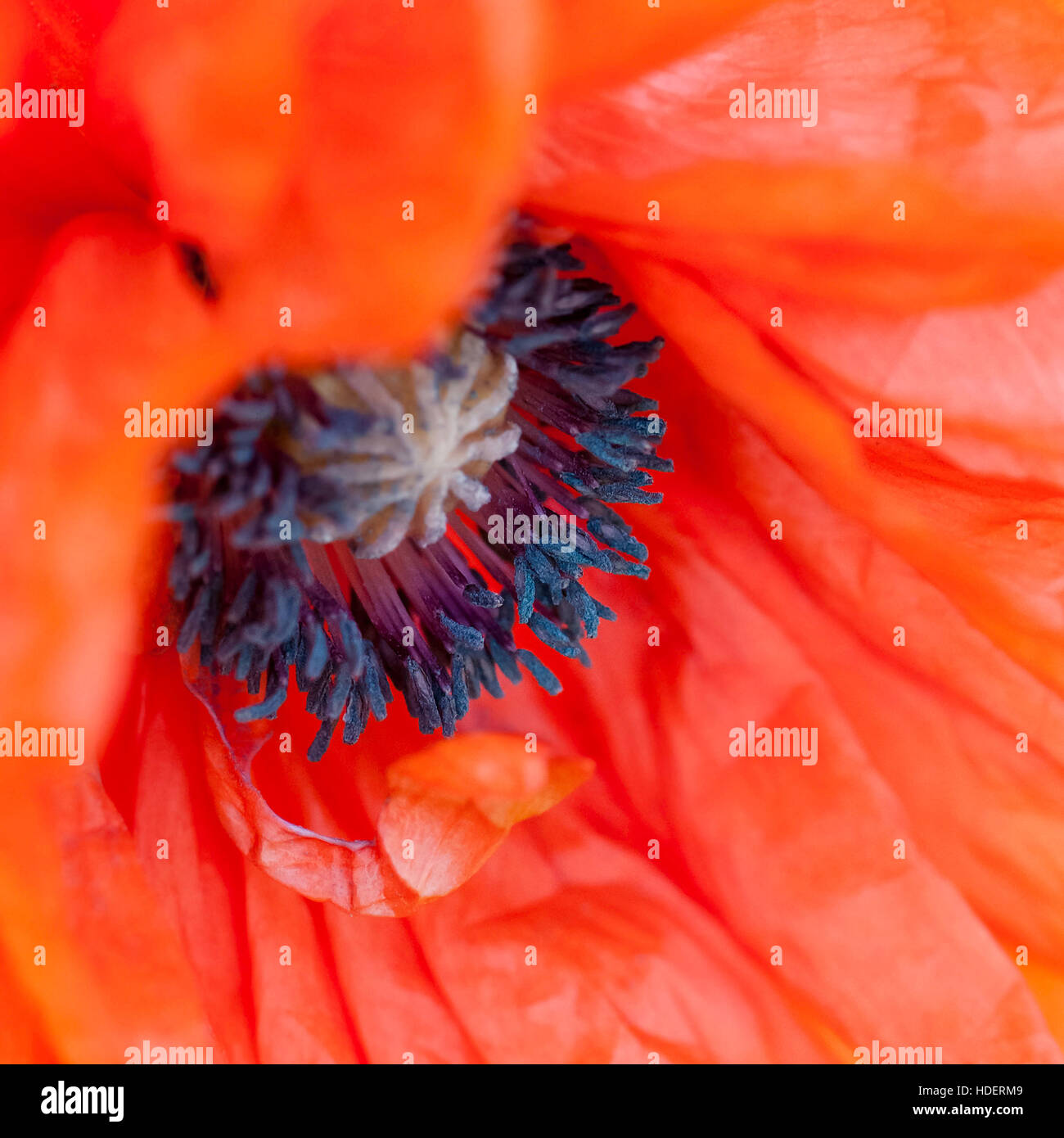 Roter Mohn schließen Makro Schuss Blüte Papaver Rhoeas quadratisch Stockfoto