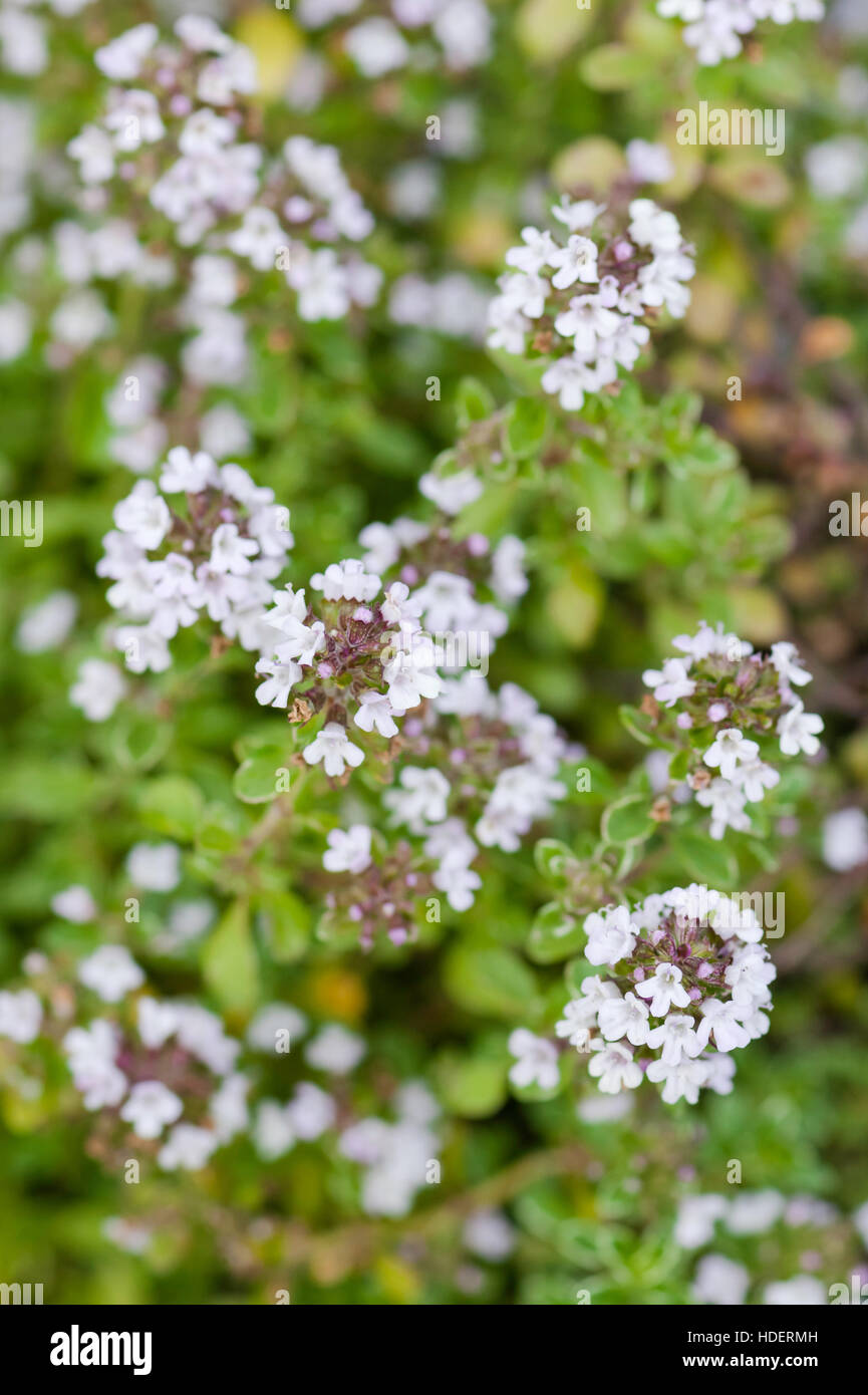 Thymian Pflanzen Silber Königin organische Gartenarbeit Kräuter Kräuter in voller Blüte weiße Blüten Nahaufnahme Stockfoto