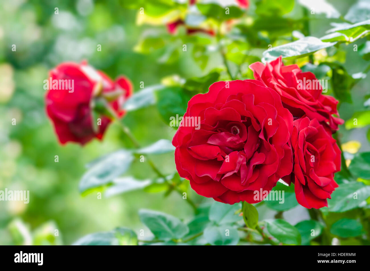 Blutrote Rosen in den Garten Pflanze Anbau Gartenbau Blumenstrauß Stockfoto