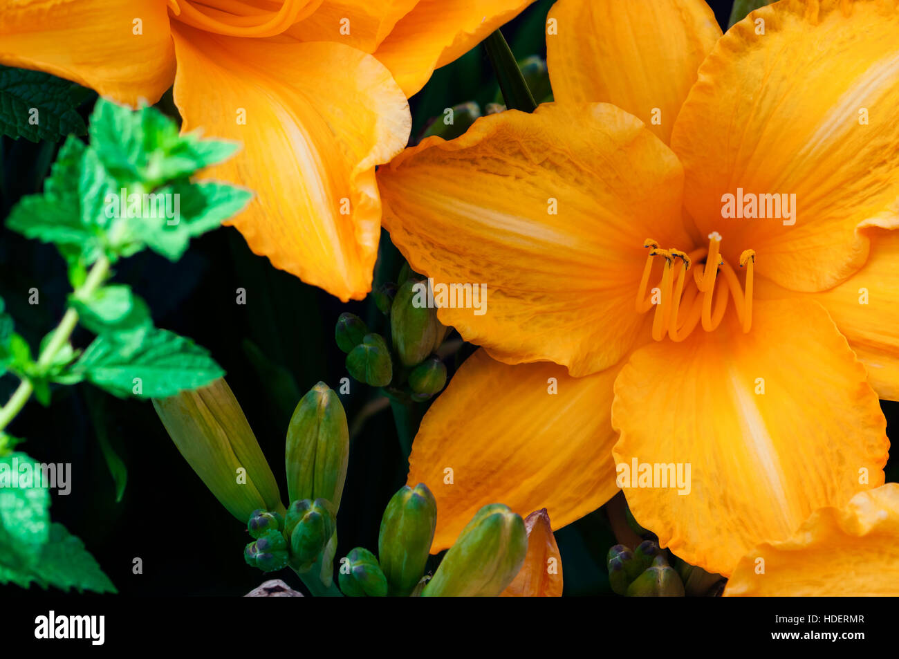 Feuerlilie in voller Blüte dekorative Gartenarbeit exotische tropische Blume Stockfoto