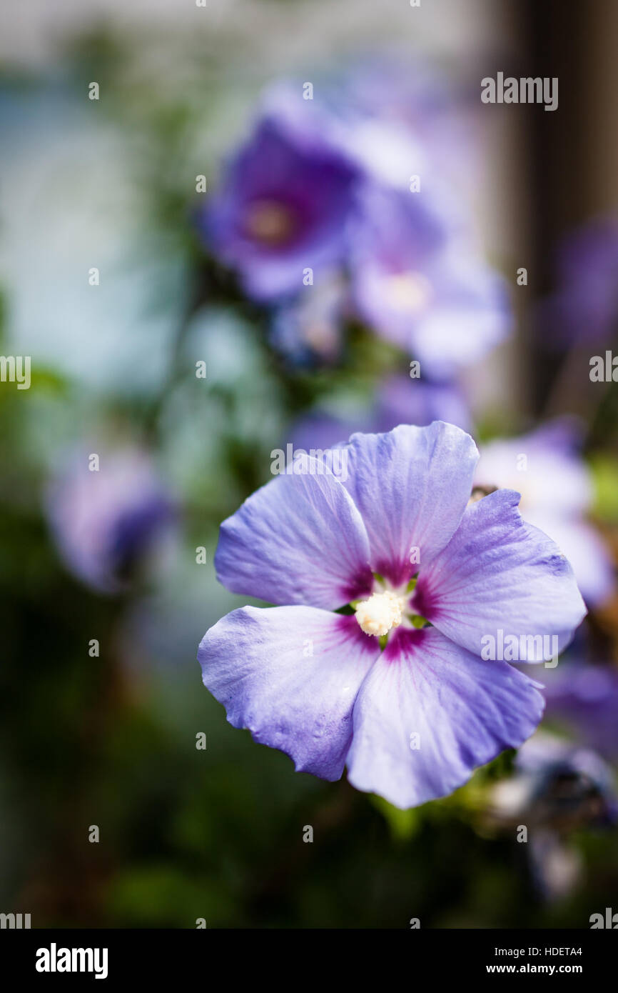 Zarte lila Blume bokeh Stockfoto