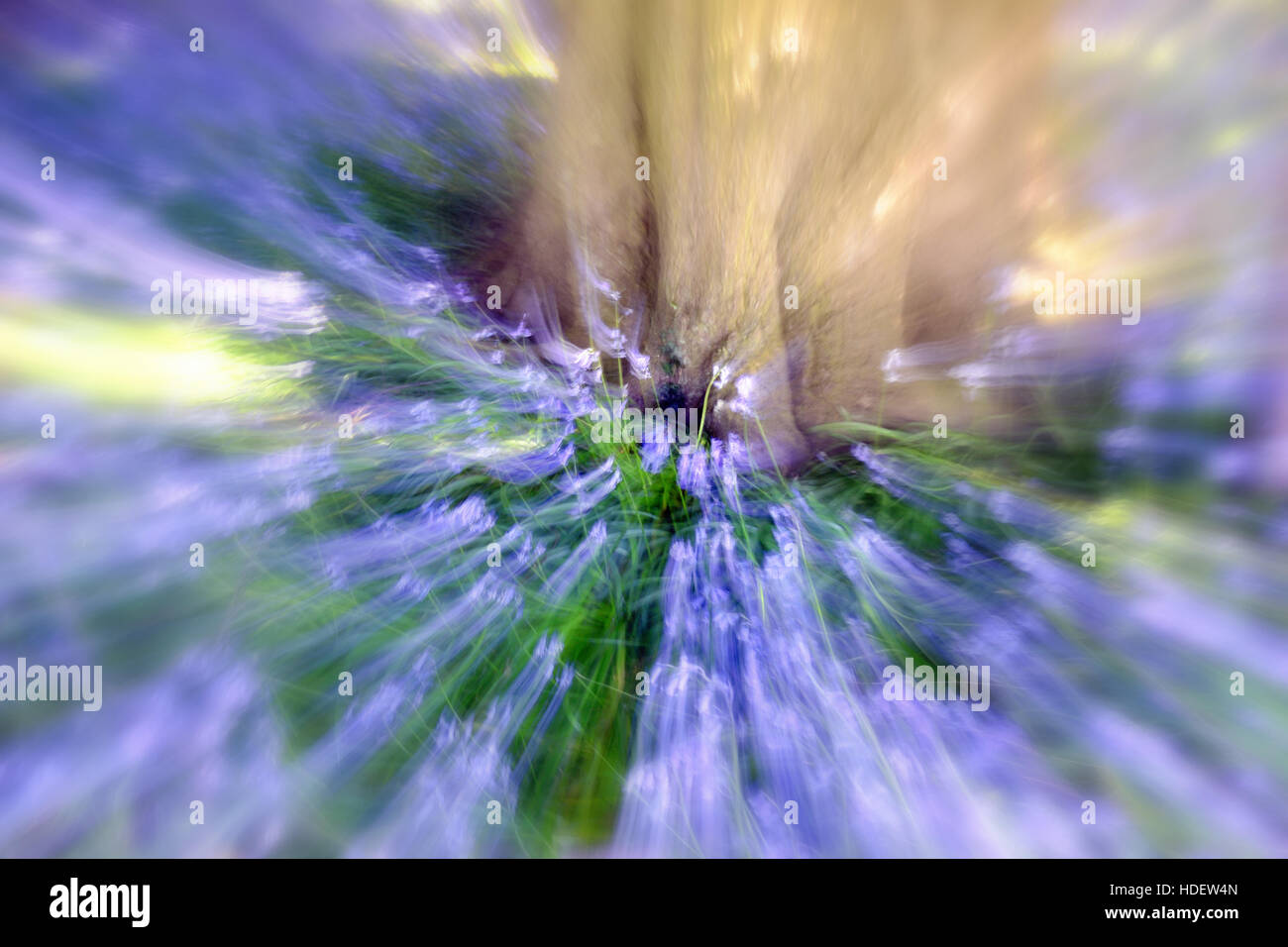 Zoomen auf Glockenblumen unter einem Baum mit einer langen Belichtungszeit aufgenommen Stockfoto