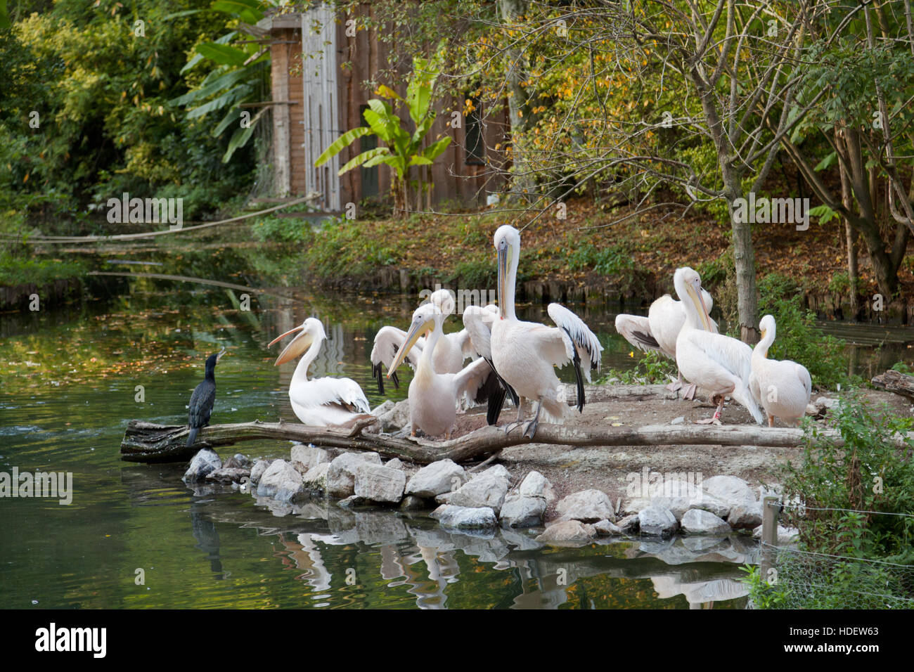 Große weiße Pelikane. Lille Zoo in Nordfrankreich. Stockfoto