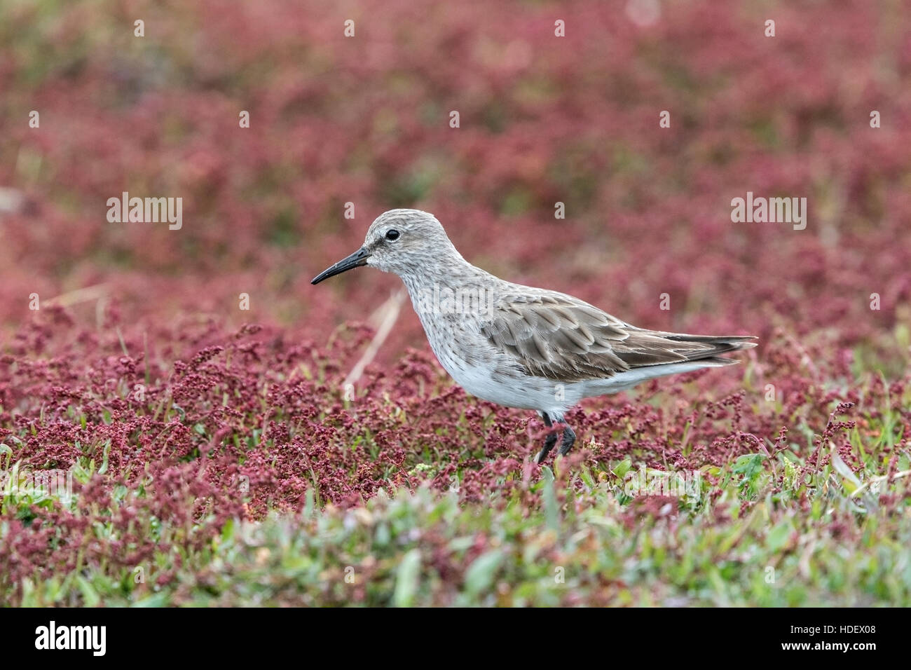 weißes-rumped Strandläufer (Calidris Fuscicollis) Erwachsene ernähren sich von kurzen Vegetation, Falkland-Inseln Stockfoto
