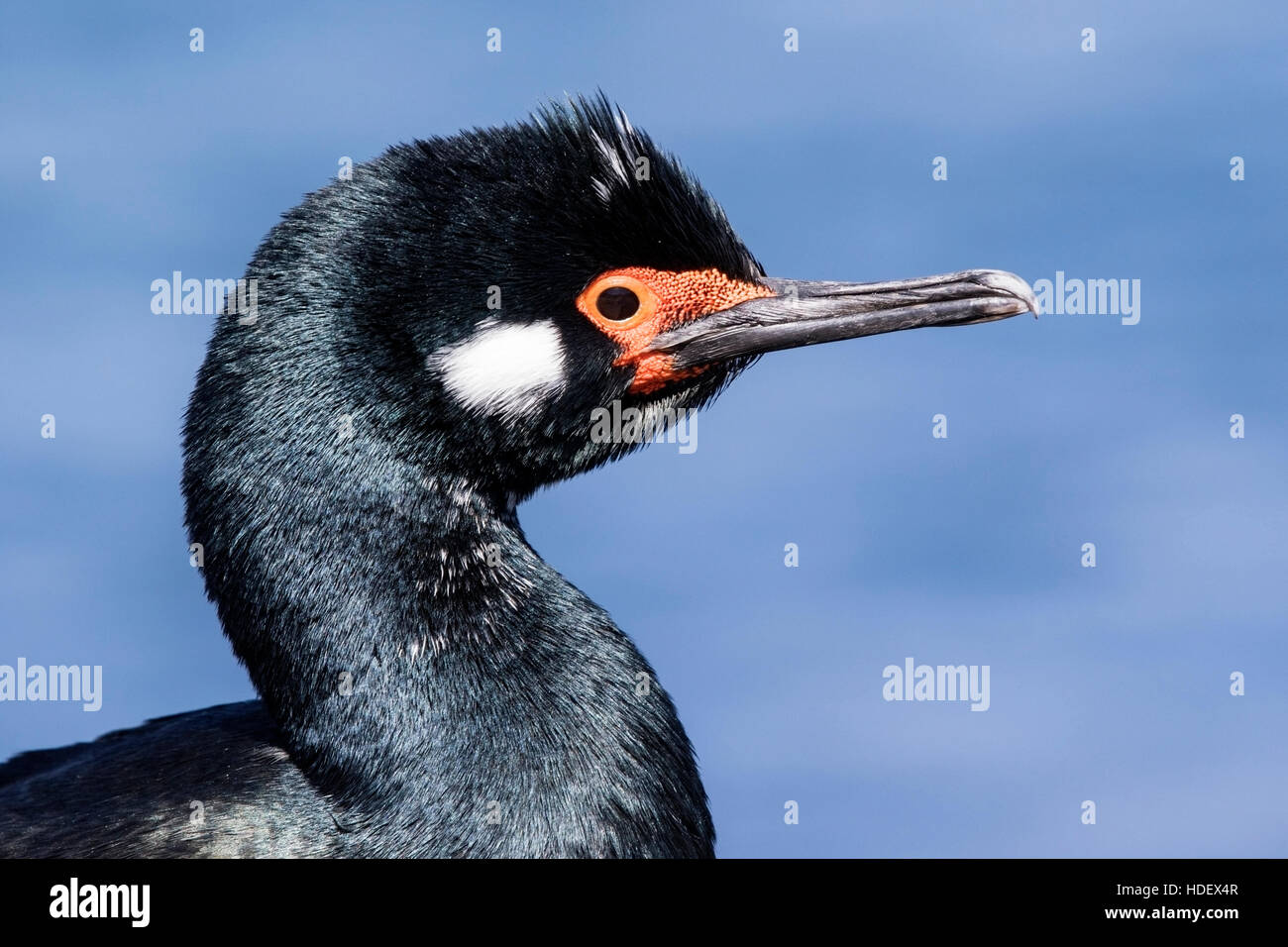 Rock Shag (Phalacrocorax Magellanicus) Nahaufnahme des Kopfes des Erwachsenen in der Zucht Gefieder, Falkland-Inseln Stockfoto