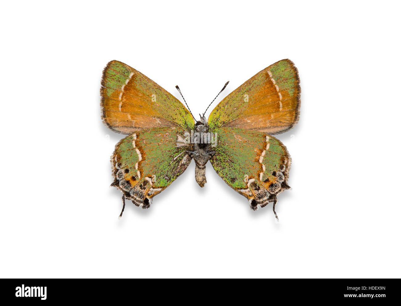 A fixiert und Ausschnitt Siva Juniper Zipfelfalter Schmetterling zu verbreiten (Callophrys Gryneus Siva) auf weißem Hintergrund Stockfoto
