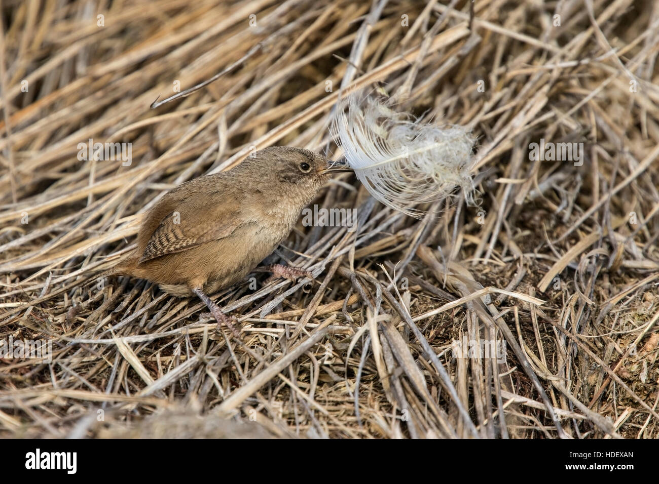 Cobbs Zaunkönig (Troglodytes Cobbi) Erwachsene sammeln Feder für Nest, Falkland-Inseln Stockfoto