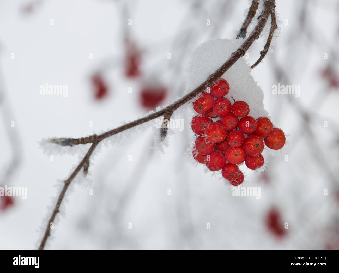 Nahaufnahme von Schnee bedeckten orange Eberesche Beeren auf einem Ast, die einzelnen Schneeflocken vor einem verschwommenen Hintergrund zeigt Stockfoto