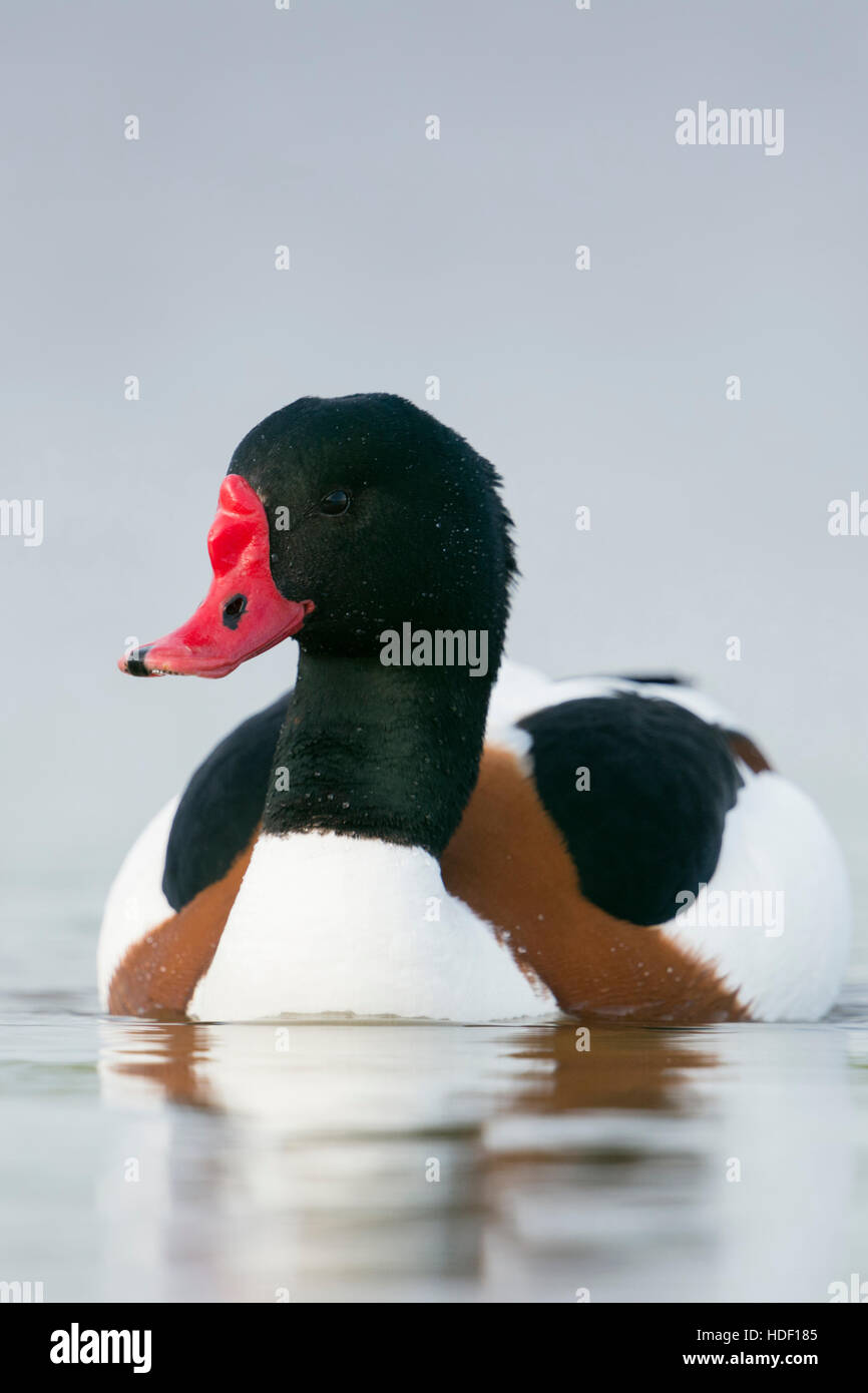 Brandgans / Brandgans (Tadorna Tadorna), männliche in bunten Zucht Kleid, schwimmt in der Nähe, frontalen niedrigen Sicht, Tier-und Pflanzenwelt. Stockfoto