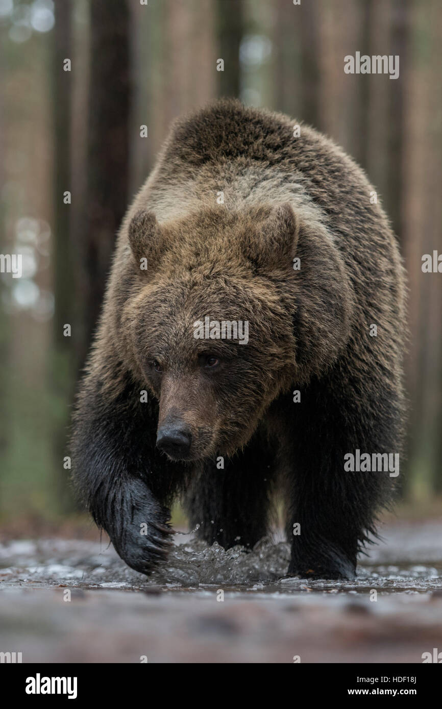 Europäischer Braunbär (Ursus Arctos) zu Fuß durch ein eingefrorenes, Eis bedeckt Pfütze, frontalen erschossen, beeindruckend niedrige Sicht. Stockfoto