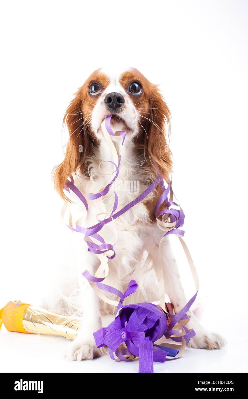 Frohes neues Jahr! Zeigen Sie Ihre Arbeit mit King Charles Spaniel Neujahr Illustration.  Hund feiern Sie Silvester mit Sylvester Trompete. Stockfoto