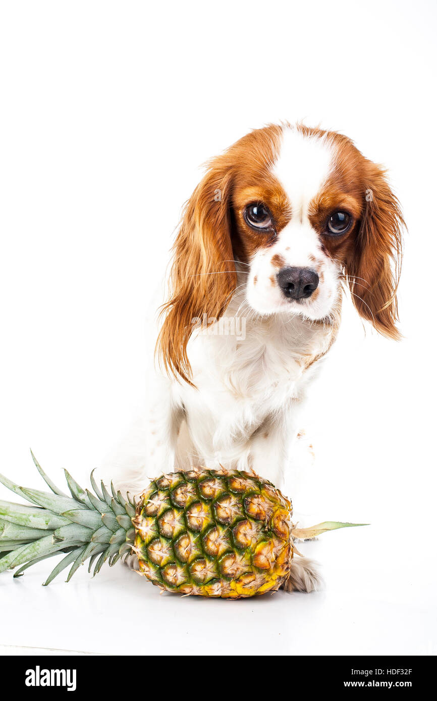 Hunde kann fressen Früchte Illustration. Tropische Früchte und cavalier King Charles Spaniel Hund. Hund mit Obst essen. Hund im Gesundheitswesen. Stockfoto