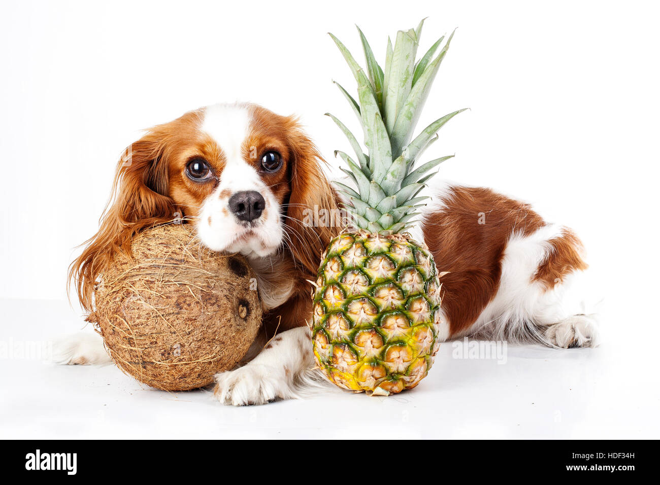 Hunde kann fressen Früchte Illustration. Tropische Früchte und cavalier King Charles Spaniel Hund. Hund mit Obst essen. Hund im Gesundheitswesen. Stockfoto