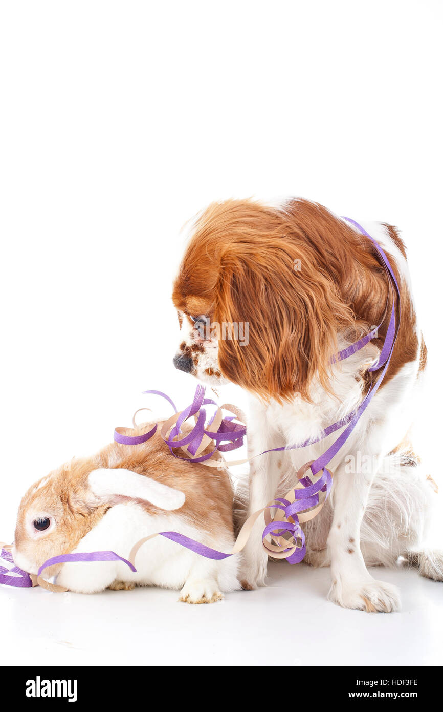 Tiere feiern Ihr Konzept. Bunny lop und König Charles Hund Hund im Studio. Kaninchen mit Hund weisse Studio Foto-Illustration. Stockfoto