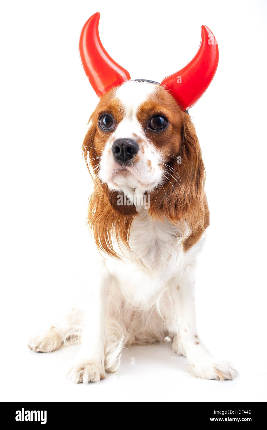 Teufel Hund Illustration. King Charles Spaniel mit Teufel Hut. Böser Hund. Böse Karnevalskostüm. Hölle böser Hund Teufel Hund Zeichen symbol Stockfoto
