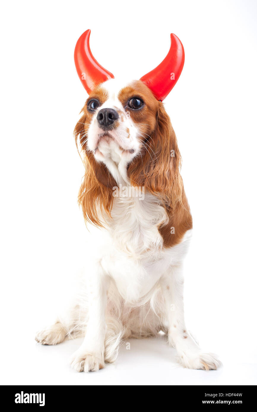 Teufel Hund Illustration. King Charles Spaniel mit Teufel Hut. Böser Hund. Böse Karnevalskostüm. Hölle böser Hund Teufel Hund Zeichen symbol Stockfoto