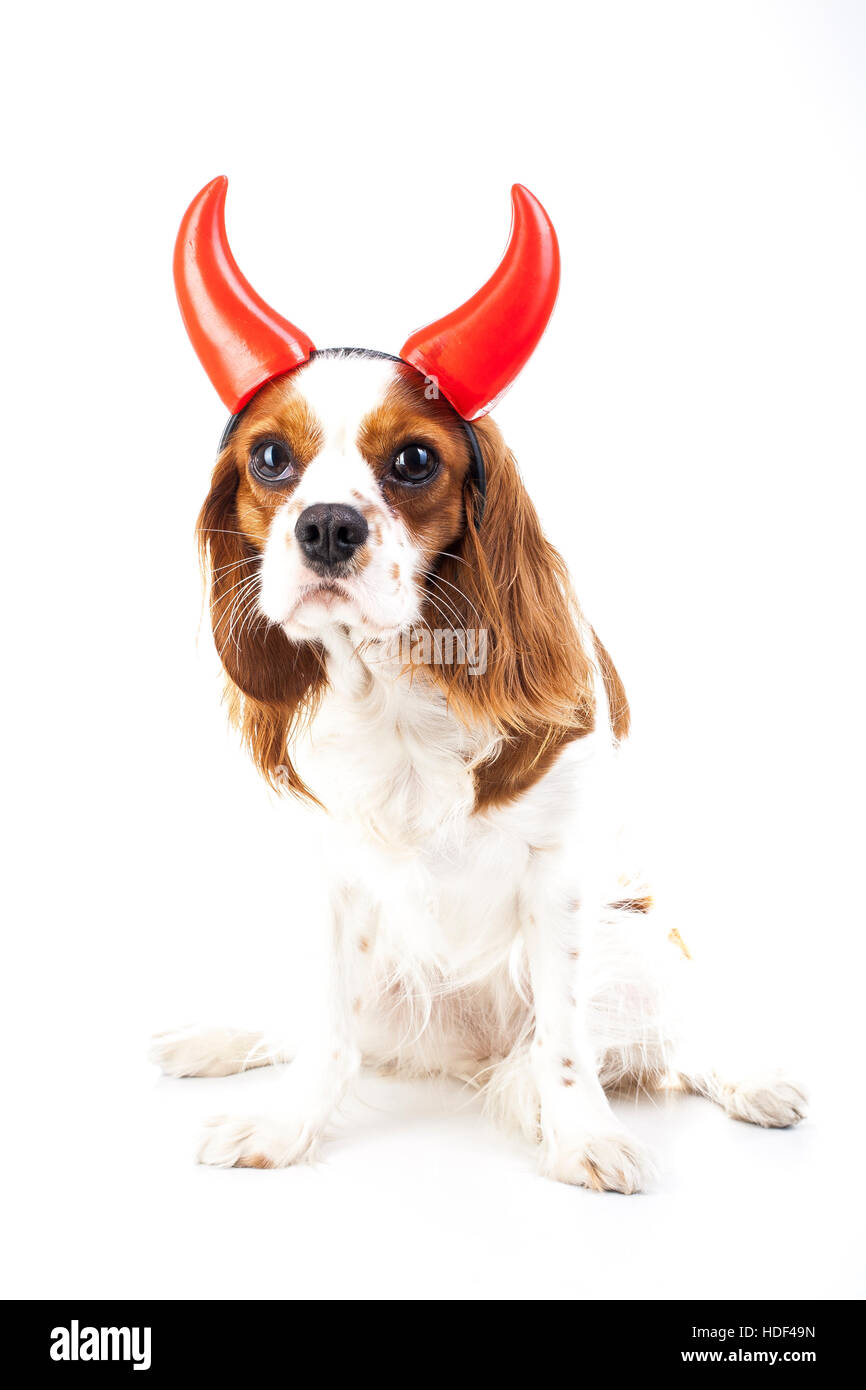 Teufel Hund Illustration. King Charles Spaniel mit Teufel Hut. Böser Hund. Böse Karnevalskostüm. Silvester. Teufel-Schild-symbol Stockfoto
