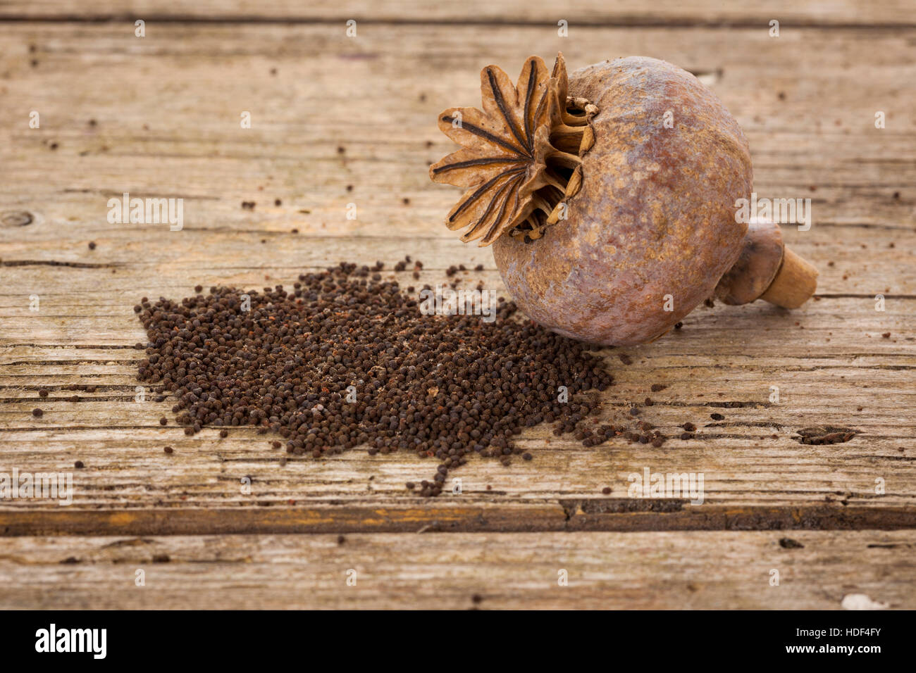 Mohn Pflanzen Stockfotos und bilder Kaufen Alamy
