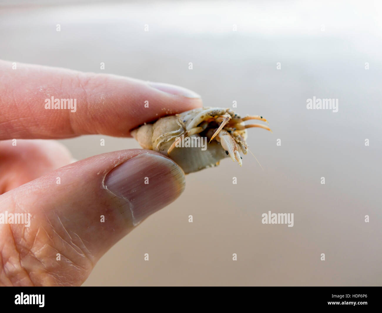 Ein Makro Schuss von einem winzigen juvenile Einsiedlerkrebs "Pagurus Bernhardus" in der Schale in gehalten einem mans Finger. Stockfoto