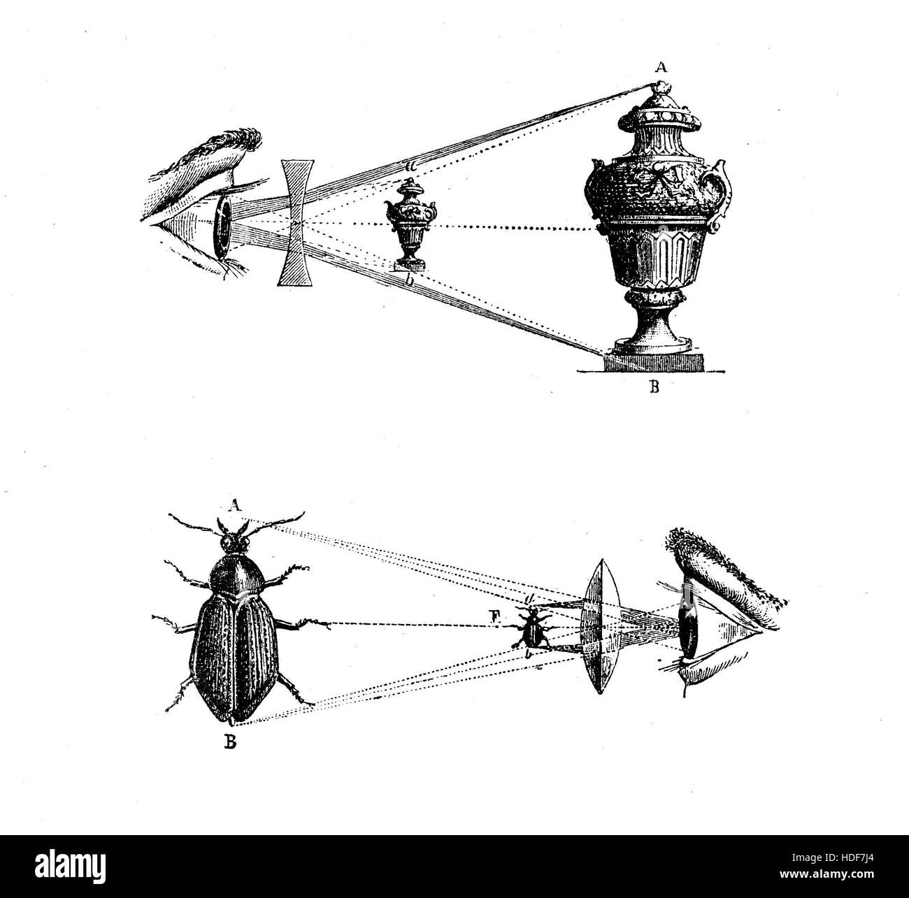 Optik, konkave und konvexe Linseneffekte, Lichtbündelung konvergieren, auseinander und Reflexion Stockfoto