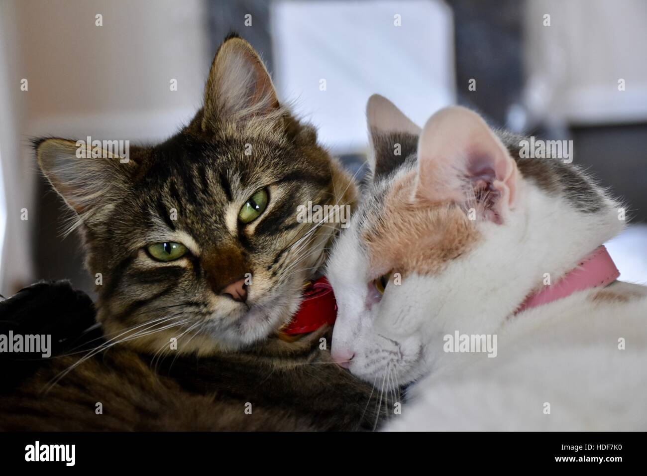 Zwei niedliche Katzen kuscheln, während sie auf einem Katzenhaus schlafen Stockfoto