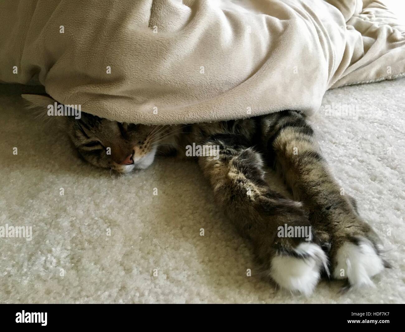 Katze unter decke Fotos und Bildmaterial in hoher Auflösung Alamy