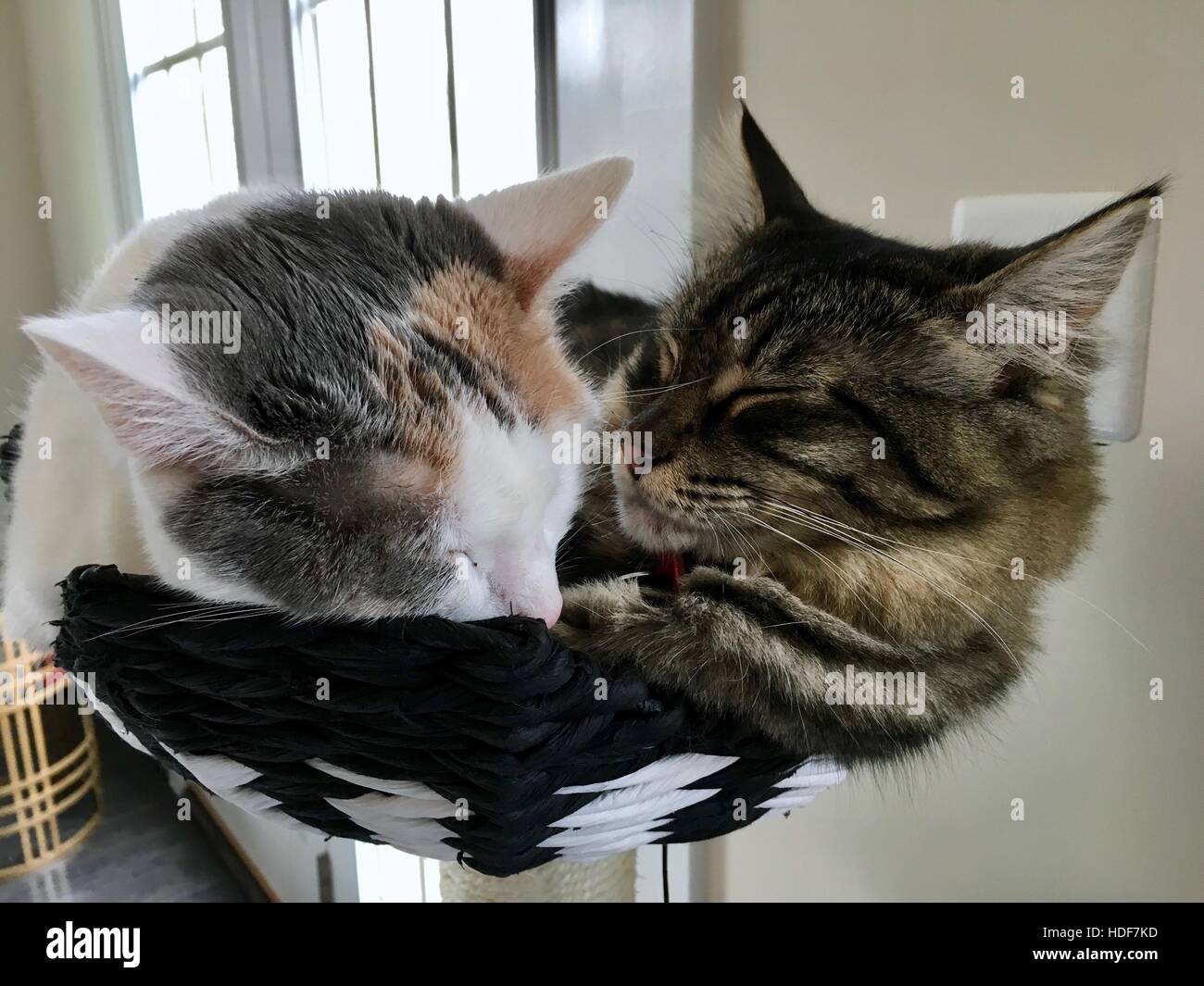 Zwei niedliche Katzen kuscheln, während sie auf einem Katzenhaus schlafen Stockfoto