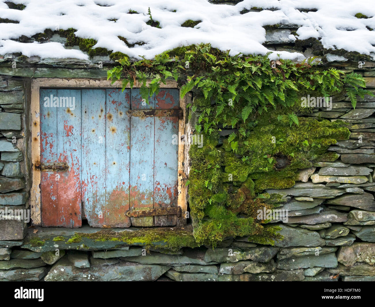 Kleine, alte, rustikale, blau lackierte Holztür in Schieferkellerei mit trockenen Steinmauern, Lakeland, Cumbria, Großbritannien. Stockfoto