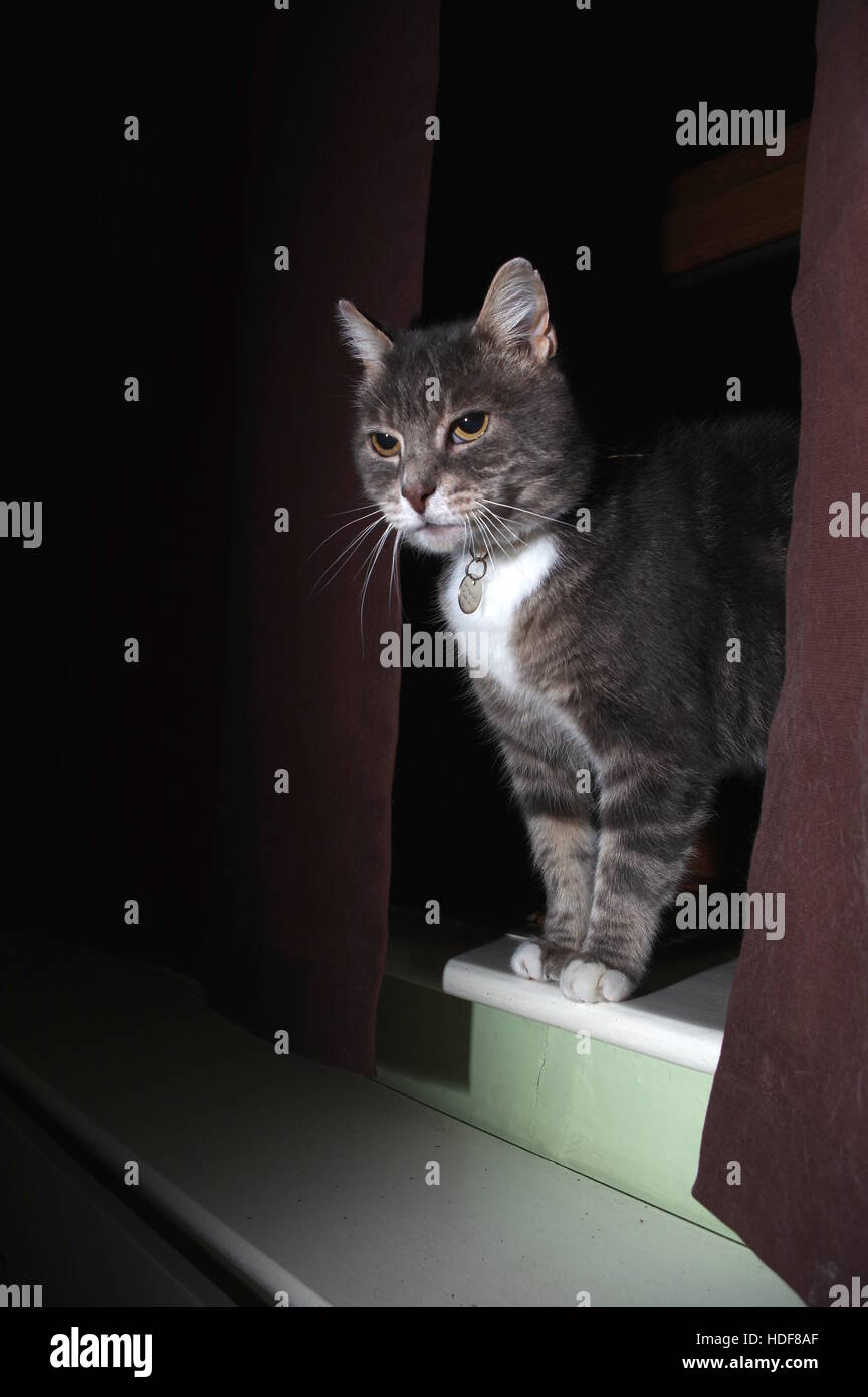 Tabby Katze versteckt sich hinter Vorhang Stockfoto