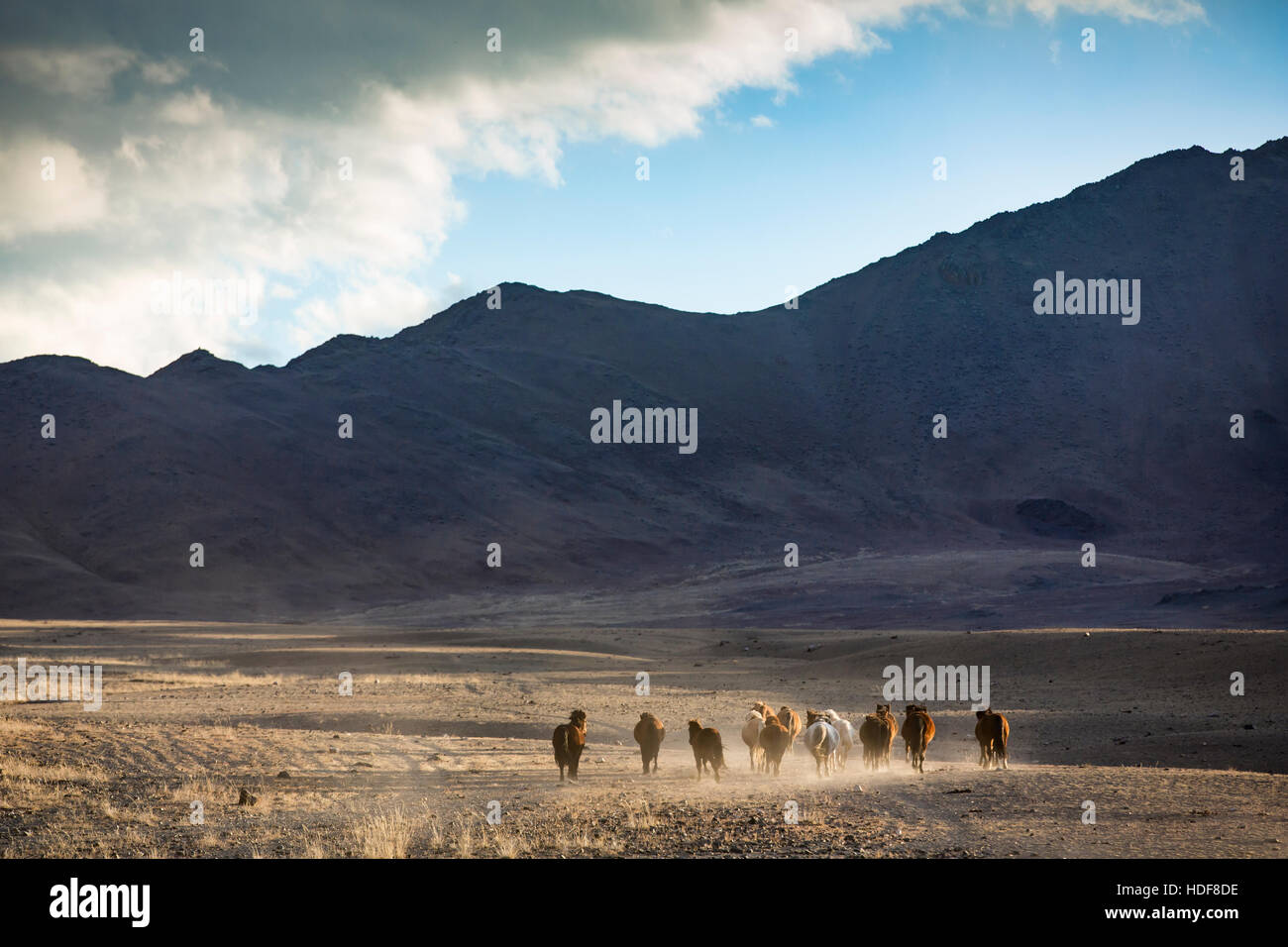 mongolischer Wildpferde laufen in einer steppe Stockfoto