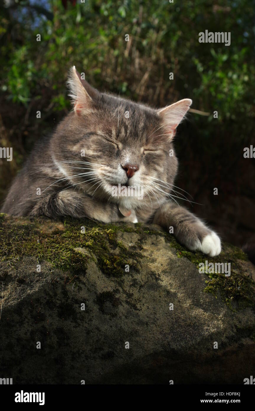 Tabby Katze schläft im Garten Stockfoto