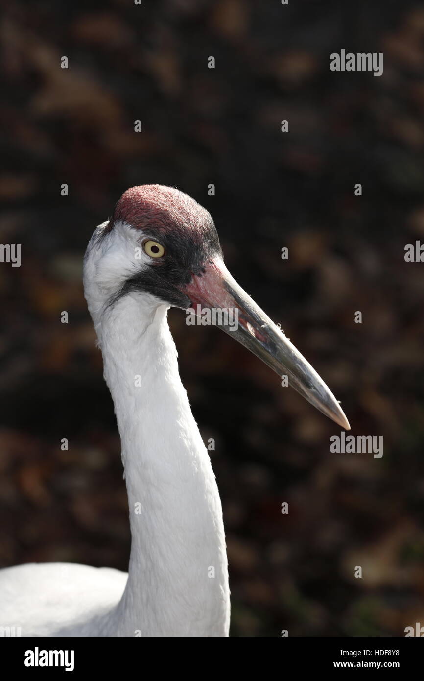 Eine vom Aussterben bedrohte Schreikranich Grus americana Stockfoto