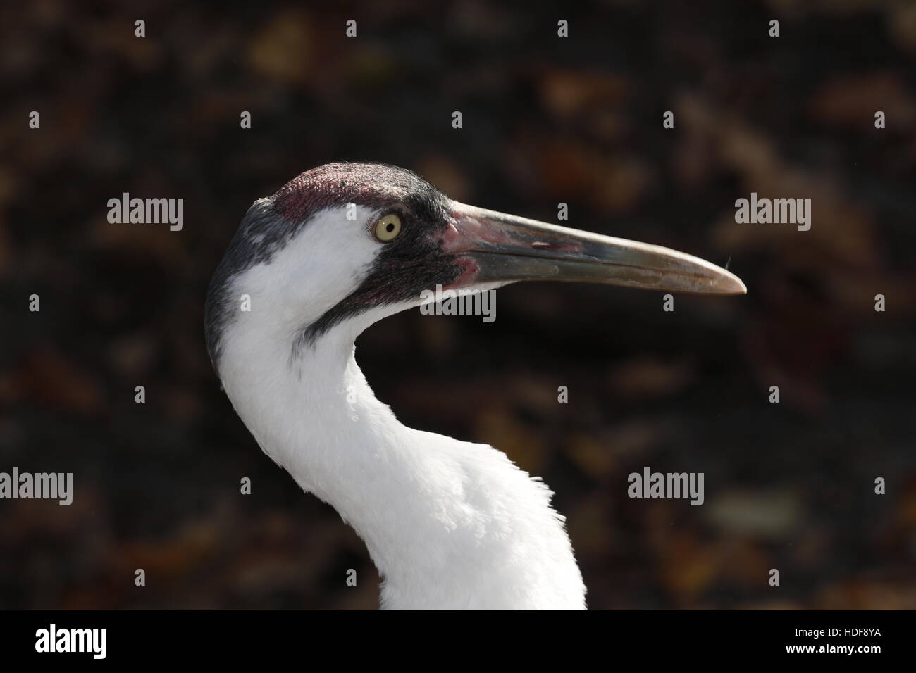 Eine vom Aussterben bedrohte Schreikranich Grus americana Stockfoto