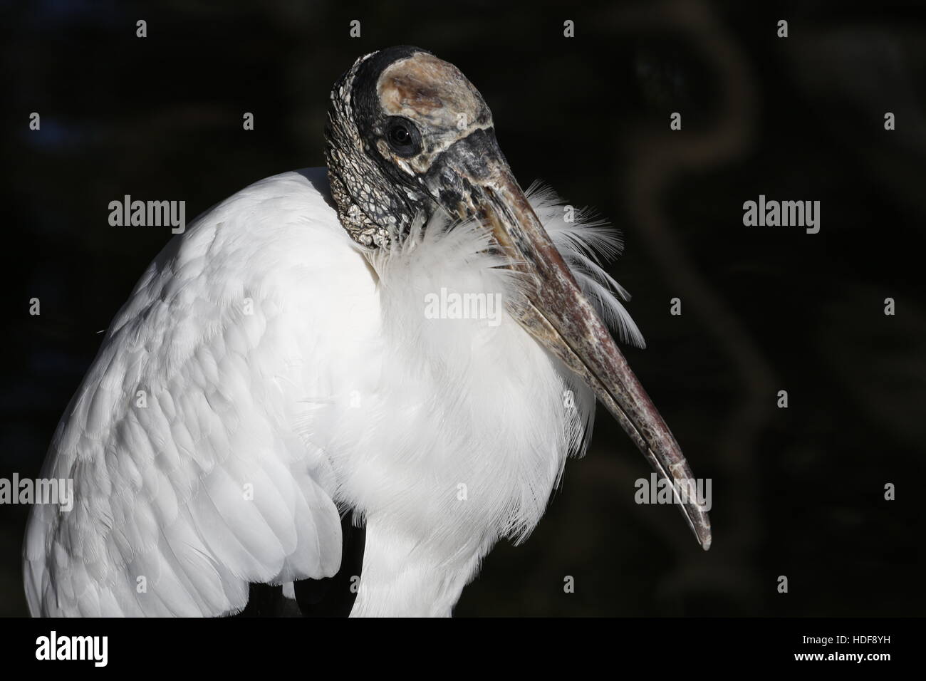 Ein Holz-Storch, Mycteria Americana, eine bedrohte Spezies, Florida Stockfoto