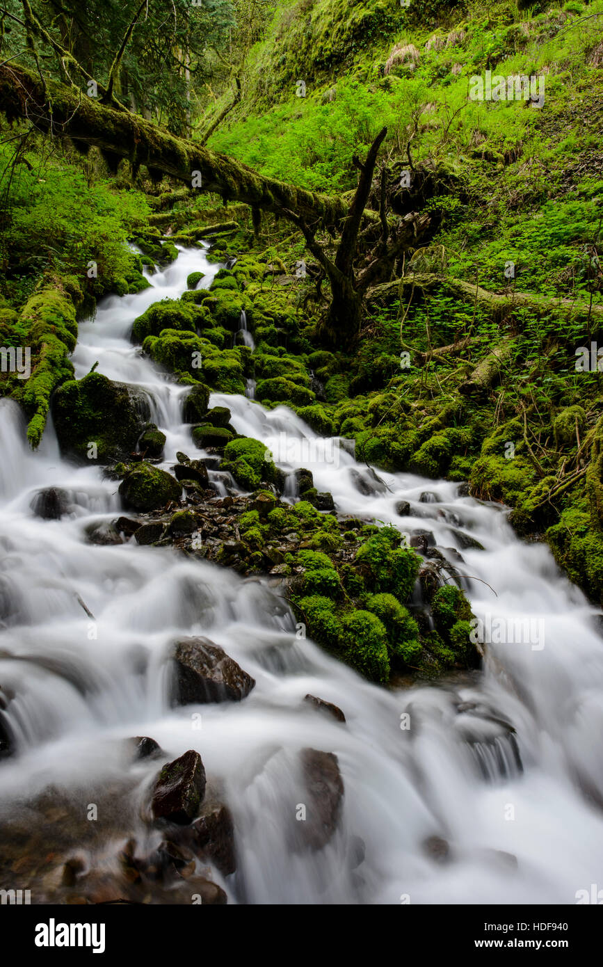 Wahkeena Creek fließt durch grüne Wälder in der Columbia River Gorge. Stockfoto