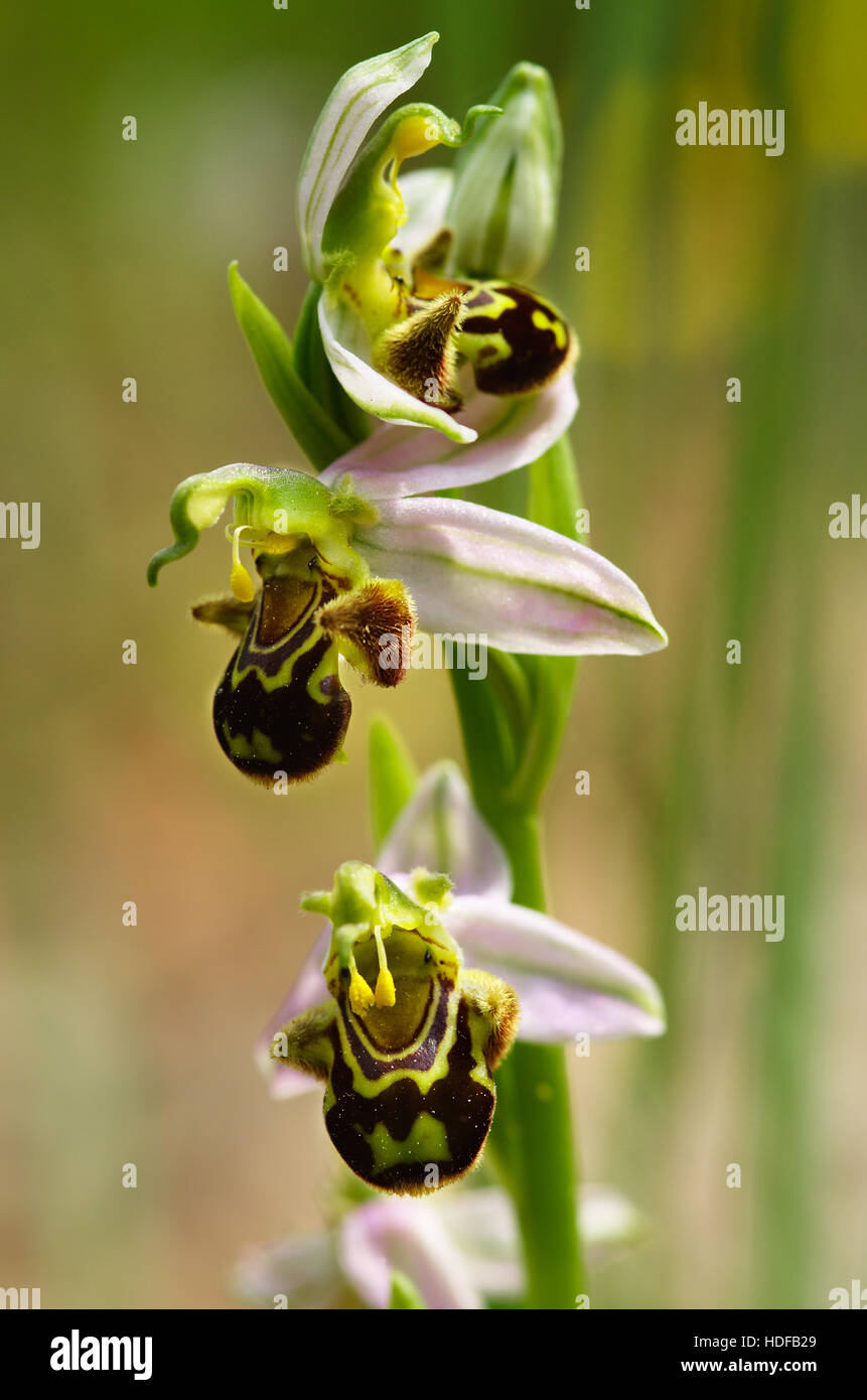 Wilde Biene Orchidee Blüten Stiel - Ophrys apifera Stockfoto