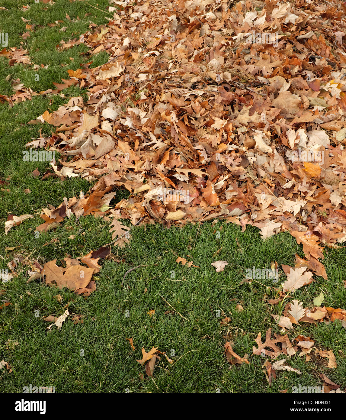 Haufen von Rake Blätter auf dem grünen Rasen. Stockfoto