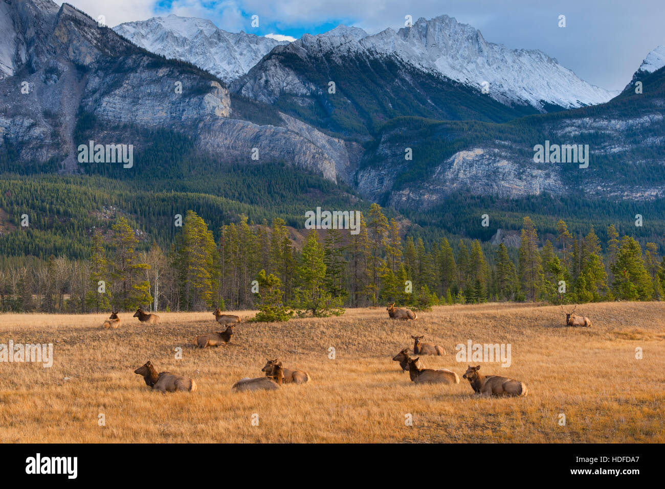 Elch in Jasper Stockfoto