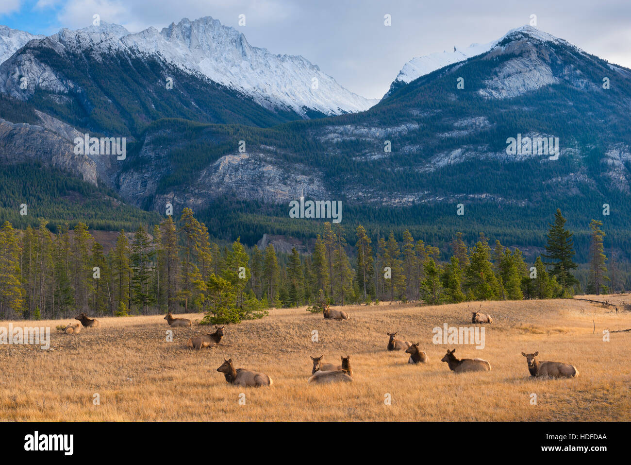 Elch in Jasper Stockfoto